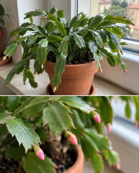 Cactus di Natale senza boccioli? Controlla dove lo tieni