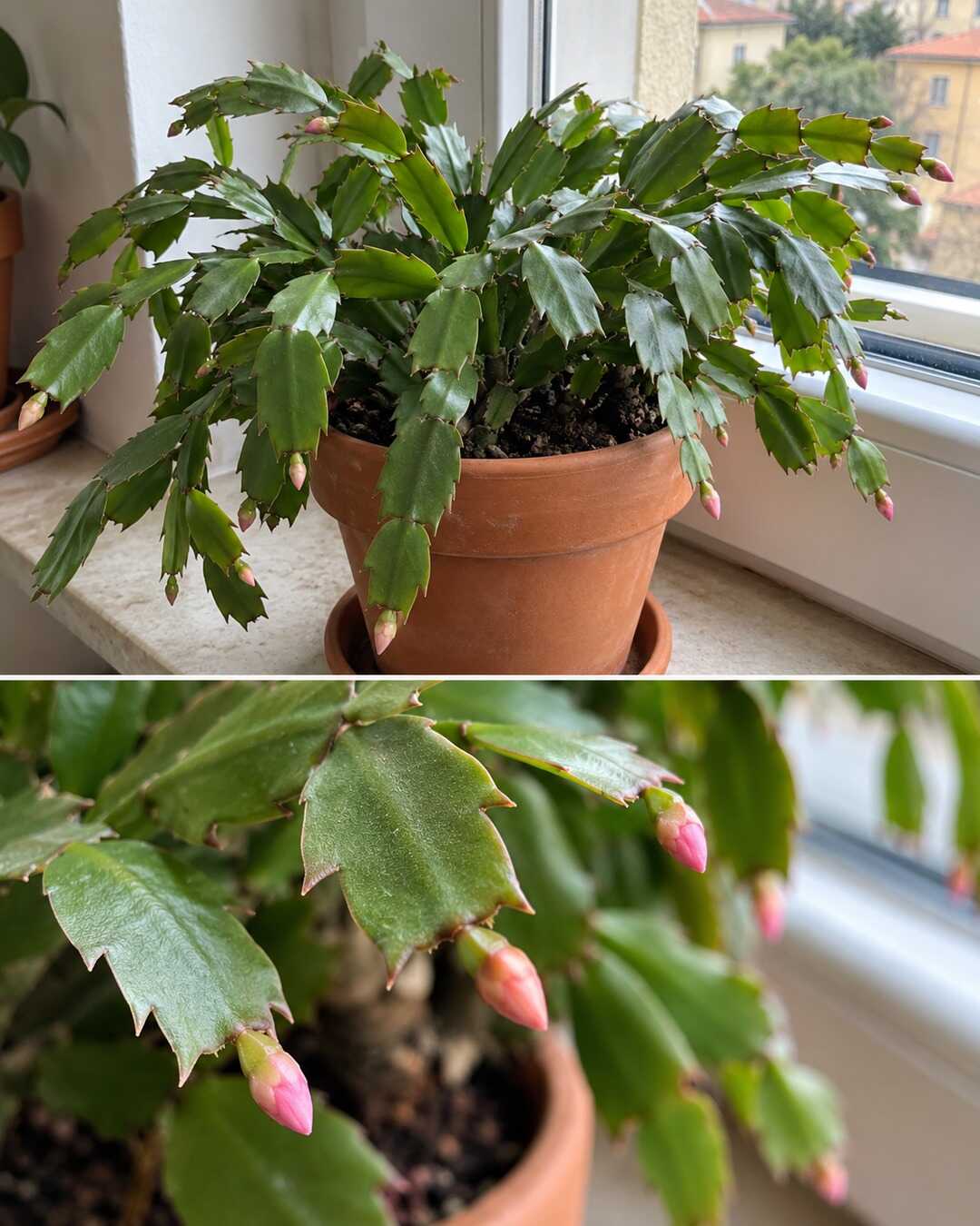 Botanically accurate Schlumbergera in terracotta pot on Italian bright indoor windowsill, flat segmented green stems with a few tiny pink terminal buds; whole plant plus macro detail, not a before/after flowering transformation.
