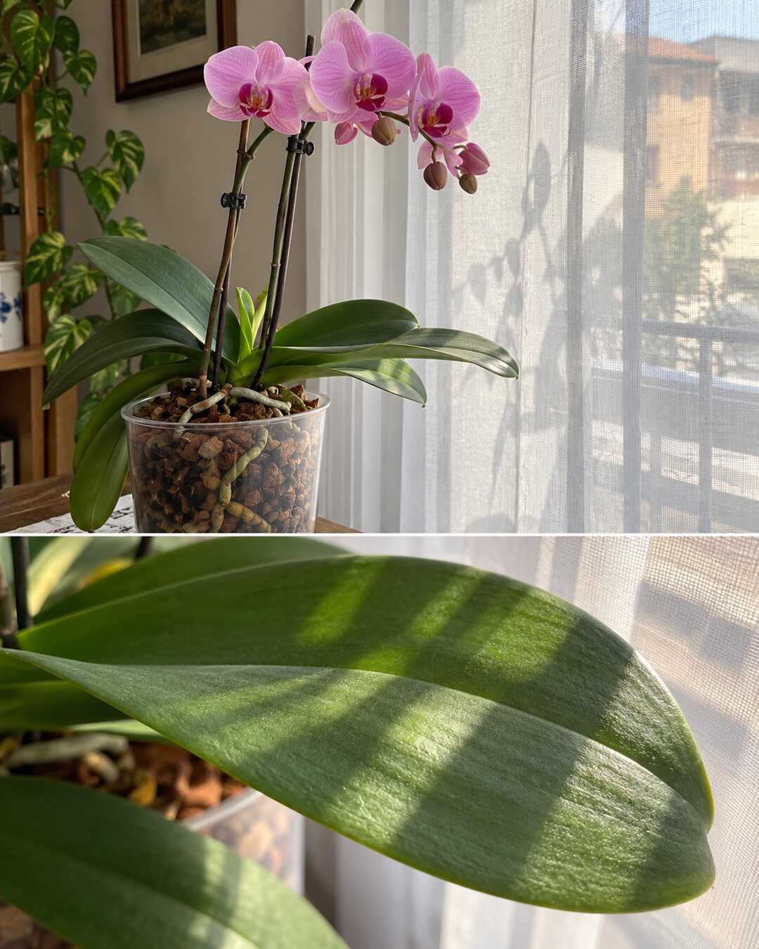 Phalaenopsis vicino a una finestra con tenda leggera e dettaglio della luce filtrata sulle foglie.
