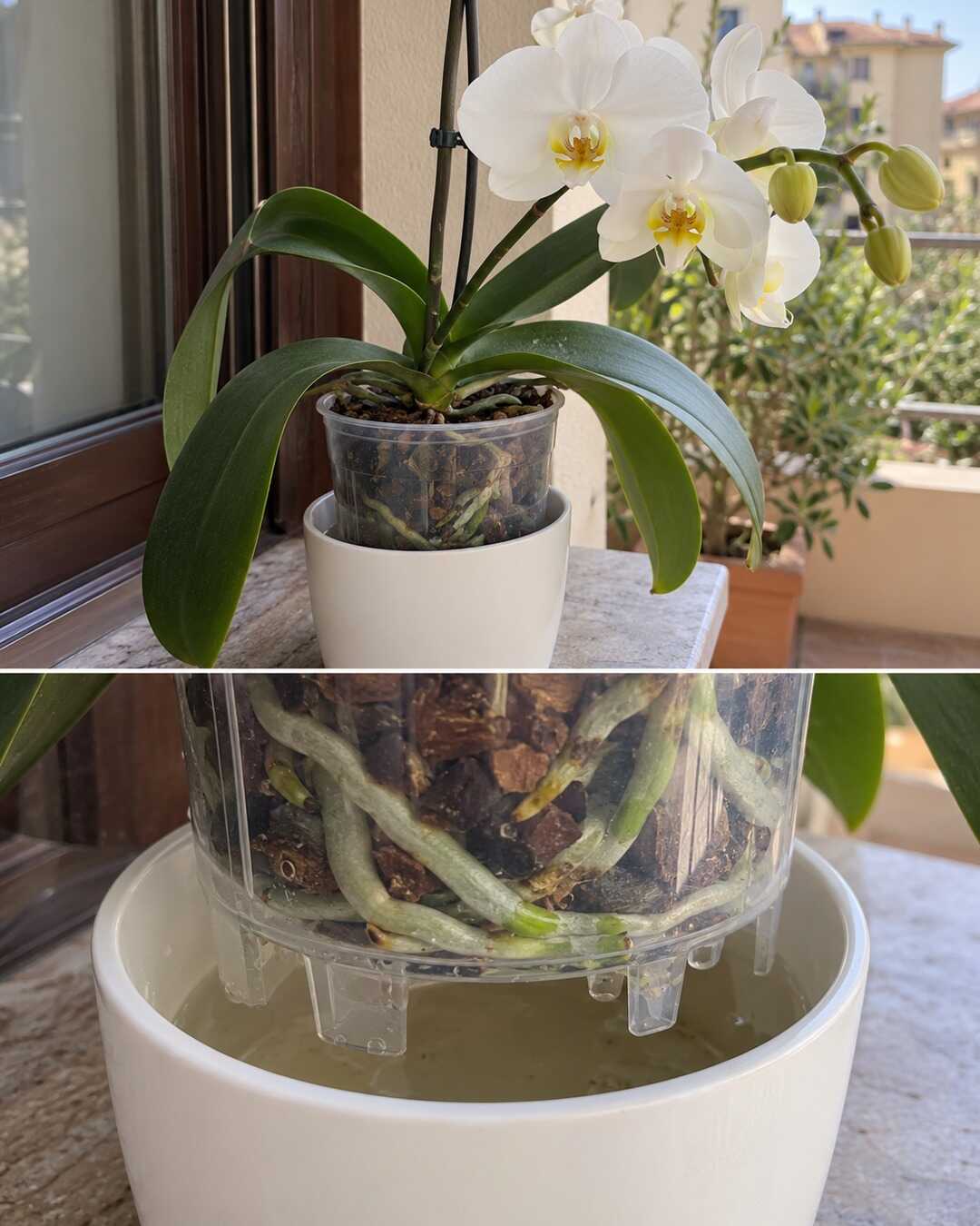 Phalaenopsis orchid in clear nursery pot with bark medium lifted above a white outer cachepot showing a small pool of drainage water, healthy firm silver-green roots, whole plant plus pot-detail, no dramatic recovery.