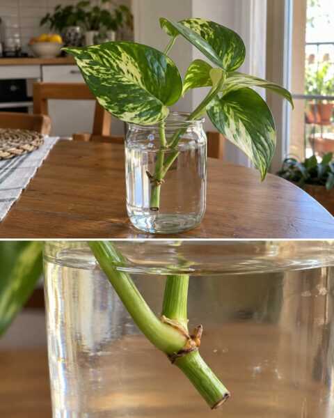 Una foglia di pothos non basta: il dettaglio da cercare per la talea