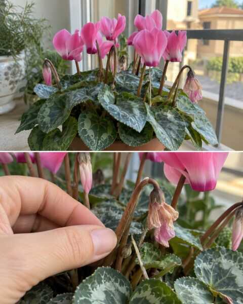 Ciclamino: il fiore appassito non va lasciato a metà sullo stelo
