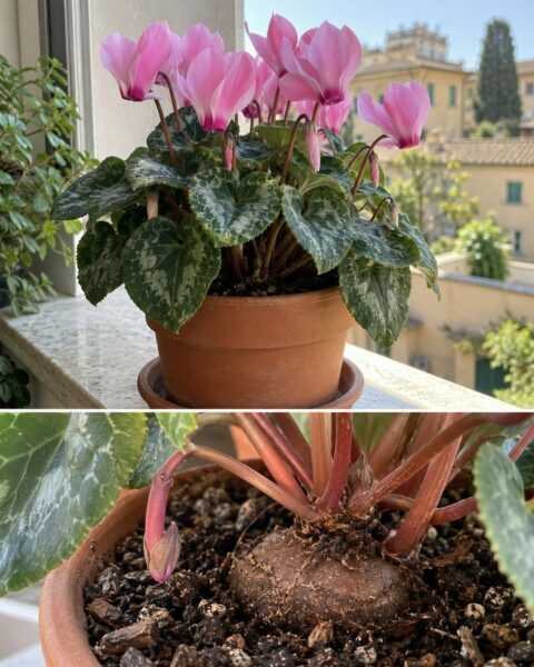 Ciclamino vicino al termosifone? Il posto può fare la differenza
