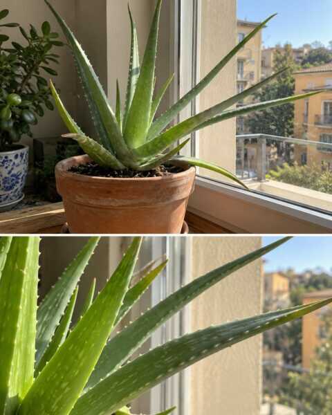 Aloe che si allunga verso la finestra? Controlla quanta luce riceve