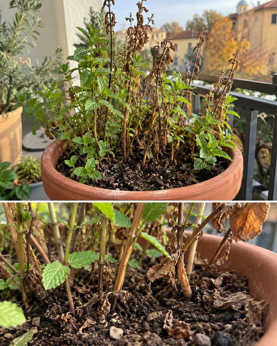 Menta in vaso sul balcone autunnale con alcuni steli secchi e foglie verdi ancora riconoscibili.
